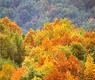 Bosque de Velate