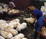 Esquilado de ovejas. Aranatz