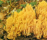 Ramaria