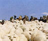 Rebaño de ovejas y cabras