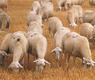 Ovejas en las Bardenas