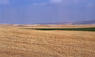 Cultivos de secano entre Peralta y Andosilla