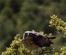 Águila culebrera