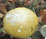 Cicuta (Amanita phalloides)