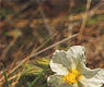 Cistáceas, Jarilla (Heliantemus appeninum)