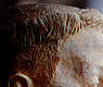Escayola del P. Donostia, por Mentha Spitzer