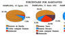 Porcentajes por habitantes. Elecciones 10-08-1931, 31-01-1932 y 19-06-1932