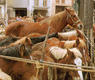 Feria de Estella