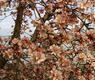 Almendros en flor