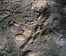 Fósiles (Foz de Arbayún)