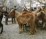 Feria del ganado en Estella