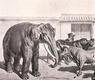 Lucha de toros y elefantes. 1865