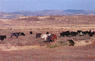 Ganadería de vacas bravas (Olite)