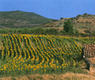 Girasoles en Gallipienzo