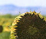 Girasol