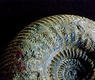 Ammonites