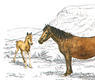 Jaca navarra y caballo de Burguete