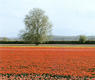 Campos de tulipanes (Milagro)